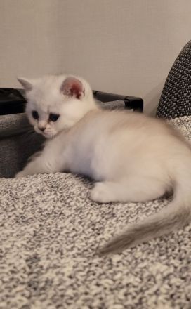 Süße BKH Kitten suchen ein neues Zuhause