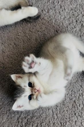 Süße BKH Kitten suchen ein neues Zuhause