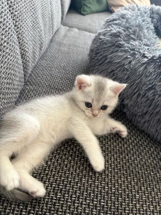 Süße BKH Kitten suchen ein neues Zuhause