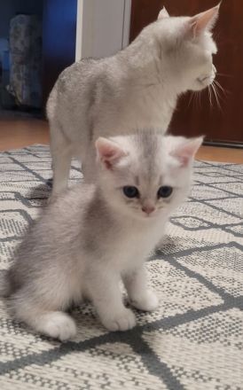 Süße BKH Kitten suchen ein neues Zuhause