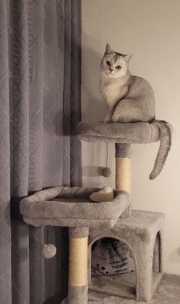 Süße BKH Kitten suchen ein neues Zuhause