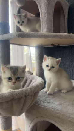 Süße BKH Kitten suchen ein neues Zuhause