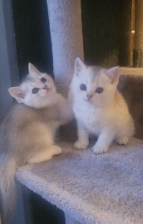 Süße BKH Kitten suchen ein neues Zuhause