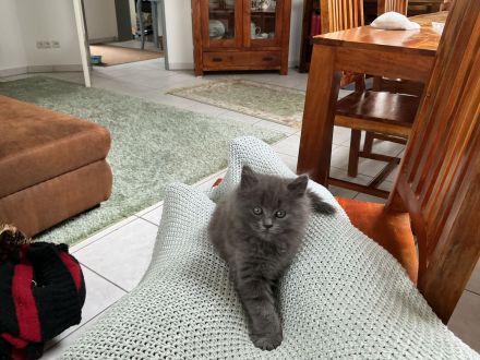 Die zwei BLH Brüder suchen ein neues Zuhause