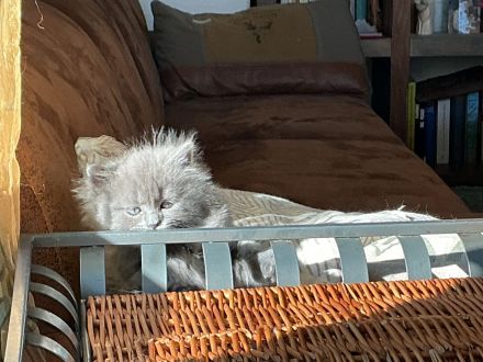 Die zwei BLH Brüder suchen ein neues Zuhause