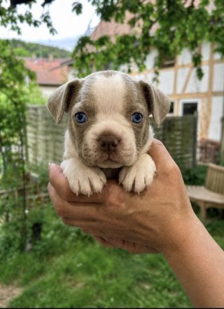 Olde Boston Terrier / Bulldog Welpen / Alternative zu französische Bulldogge