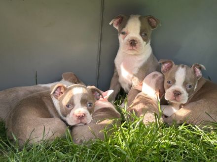 Olde Boston Terrier / Bulldog Welpen / Alternative zu französische Bulldogge