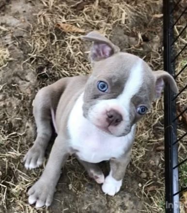 Olde Boston Terrier / Bulldog Welpen / Alternative zu französische Bulldogge