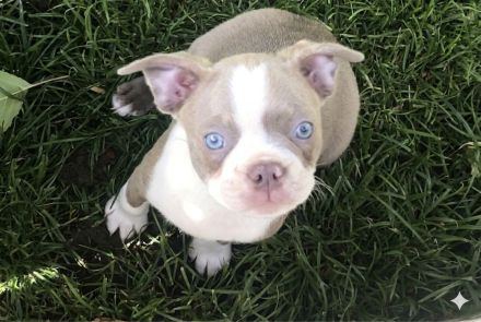 Olde Boston Terrier / Bulldog Welpen / Alternative zu französische Bulldogge
