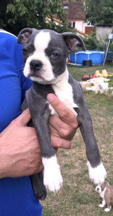 Olde Boston Terrier / Bulldog Welpen / Alternative zu französische Bulldogge