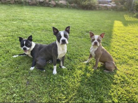 Olde Boston Terrier / Bulldog Welpen / Alternative zu französische Bulldogge