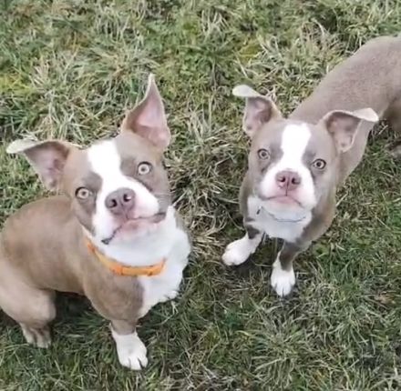 Olde Boston Terrier / Bulldog Welpen / Alternative zu französische Bulldogge