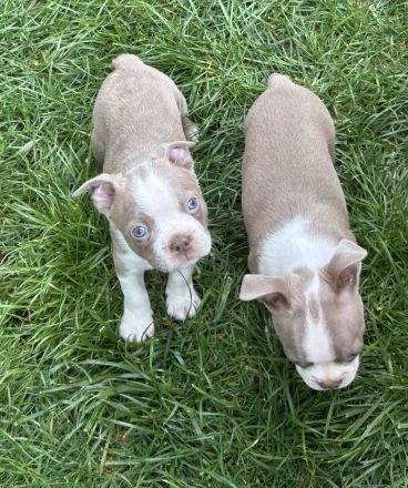 Olde Boston Terrier / Bulldog Welpen / Alternative zu französische Bulldogge