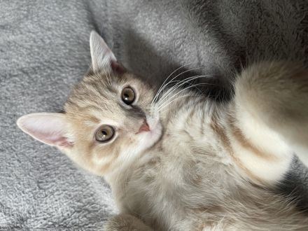 Britisch Kurzhaar Mix Kater