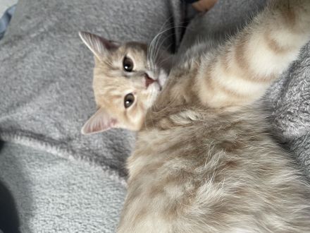 Britisch Kurzhaar Mix Kater