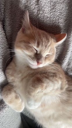 Britisch Kurzhaar Mix Kater
