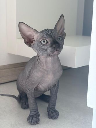 Kitten Sphynx