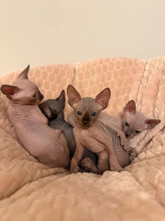 Kitten Sphynx