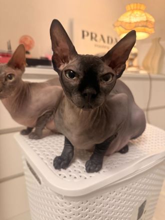 Kitten Sphynx
