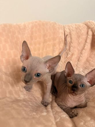 Kitten Sphynx