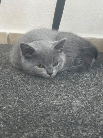 Britische Kurzhaar kitten