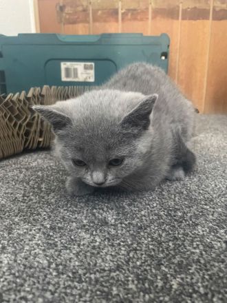 Britische Kurzhaar kitten