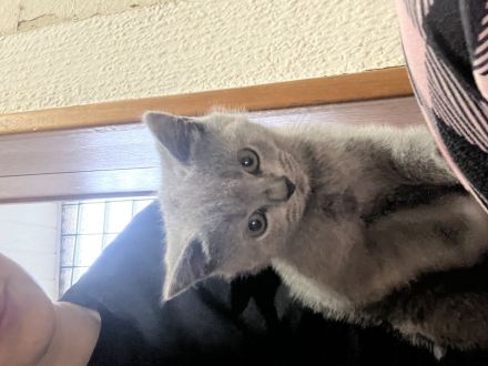 Britische Kurzhaar kitten