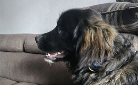 Zuhause gesucht für Cherry