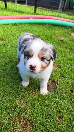 GP-Luettje-L'oog-Aussie,Bluebmerle Rüde/Welpe