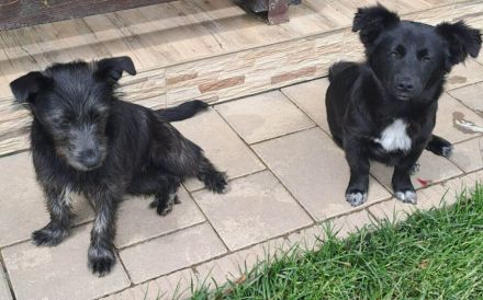 Naya - süßes Terrier-Mix-Mädchen