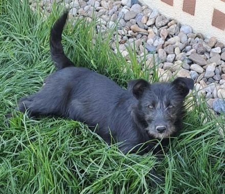 Naya - süßes Terrier-Mix-Mädchen