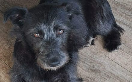 Naya - süßes Terrier-Mix-Mädchen