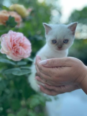 Britisch Kurzhaar kitte
