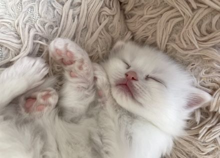 Süßer Ragdoll Kater