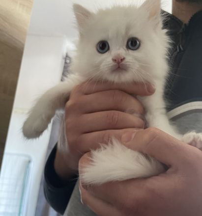 Süßer Ragdoll Kater