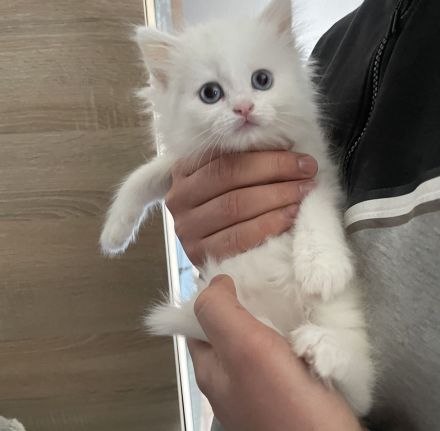Süßer Ragdoll Kater