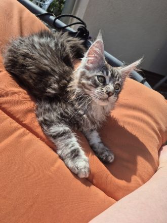 Maine Coon Kitten black and white und blue tabby suchen noch ein liebevolles Zuhause