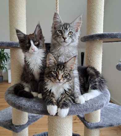 Maine Coon Kitten black and white sucht noch ein liebevolles Zuhause