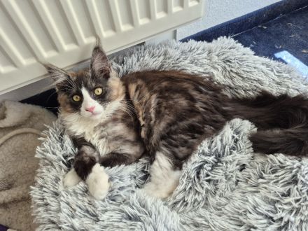Maine Coon Kitten black and white sucht noch ein liebevolles Zuhause
