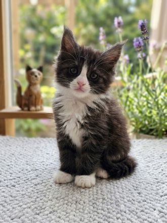 Maine Coon Kitten black and white / blue tabby / blue tortie suchen ein liebevolles Zuhause