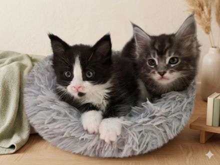 Maine Coon Kitten black and white / blue tabby / blue tortie suchen ein liebevolles Zuhause