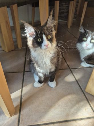Maine Coon Kitten black and white sucht noch ein liebevolles Zuhause