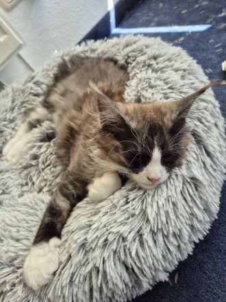 Maine Coon Kitten black and white sucht noch ein liebevolles Zuhause