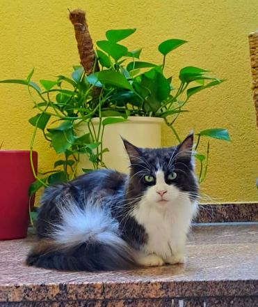 Maine Coon Kitten black and white / blue tabby / blue tortie suchen ein liebevolles Zuhause