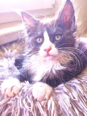 Maine Coon Kitten black and white und blue tabby suchen noch ein liebevolles Zuhause