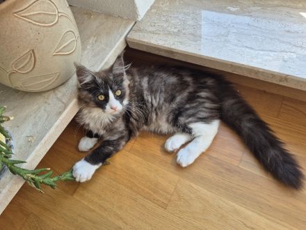 Maine Coon Kitten black and white sucht noch ein liebevolles Zuhause