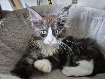 Maine Coon Kitten black and white sucht noch ein liebevolles Zuhause