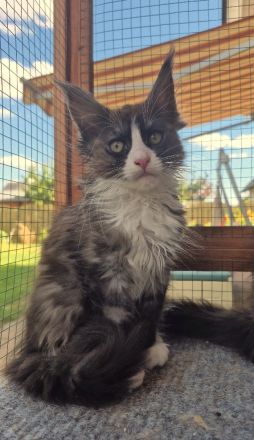 Maine Coon Kitten black and white und blue tabby suchen noch ein liebevolles Zuhause