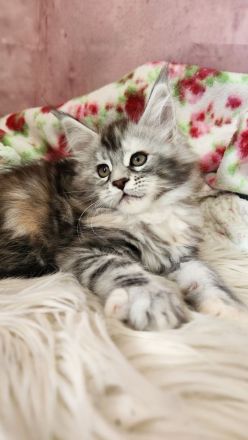 =^..^=Traumhaft schöne Maine Coon kitten mit Stammbaum aus seriöser Zucht =^..^=