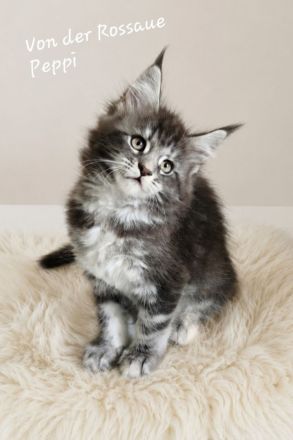=^..^=Traumhaft schöne Maine Coon kitten mit Stammbaum aus seriöser Zucht =^..^=